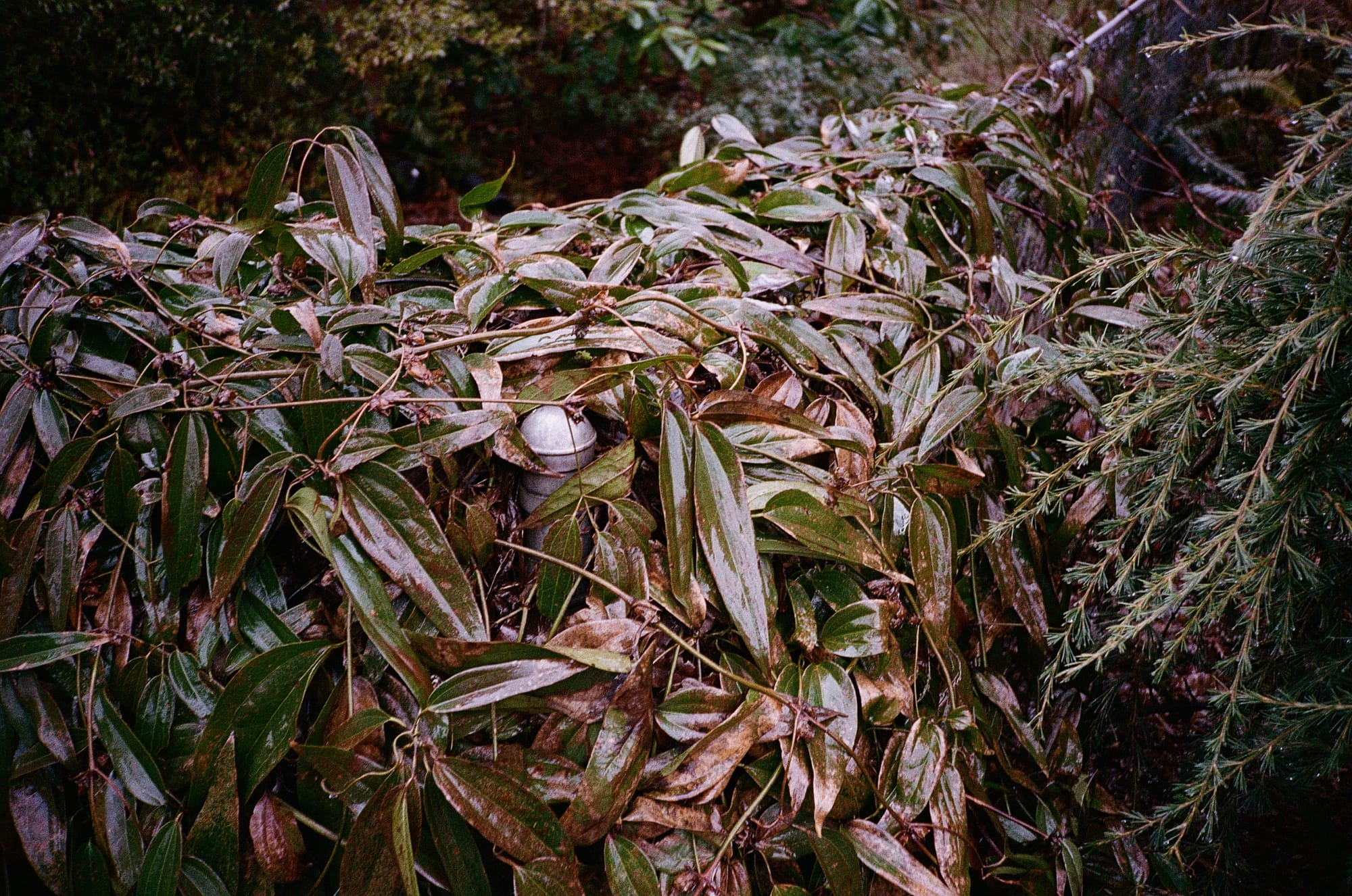 Thawing
