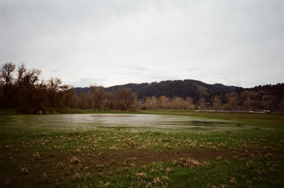 A marshy field on a wet, overcast day. The trees are bare. There are cows in the very far distance