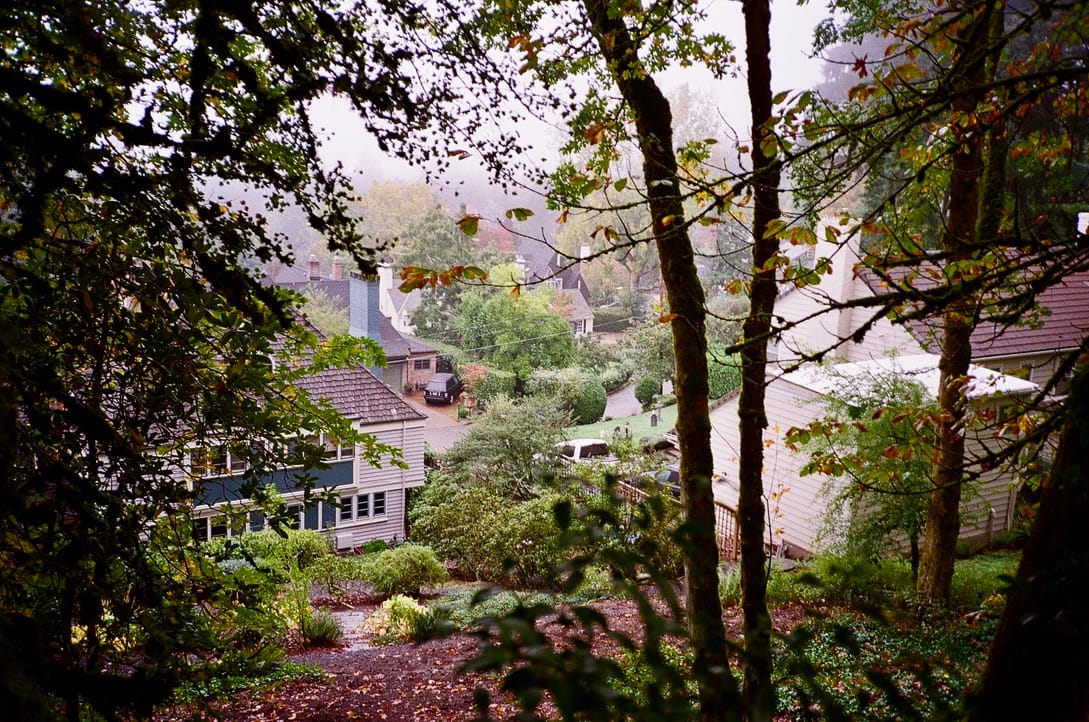 Large homes and lush foliage seen from between trees on a wet, cold day