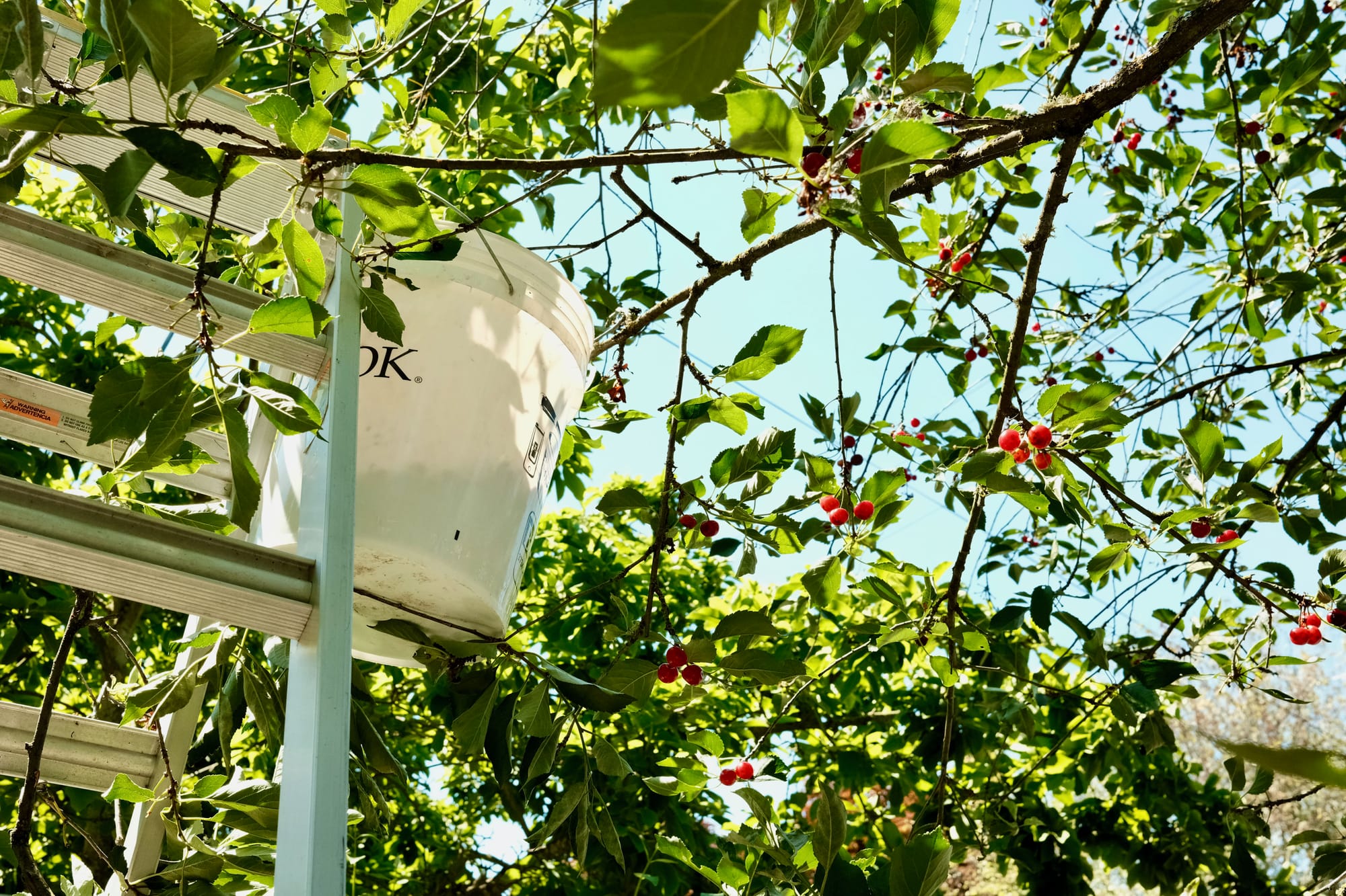 Cherries